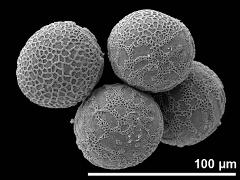 hydrated pollen