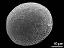 distal polar view