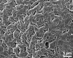 exine surface