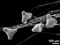 hydrated pollen grains with viscin threads