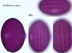 hydrated pollen