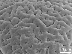 Sculpture in polar area