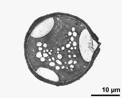 pollen grain in cross section