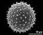 hydrated pollen grain