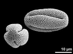 dry pollen grains