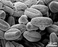 dry pollen grains