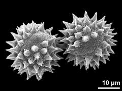 hydrated pollen