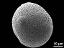 hydrated pollen,4-porate
