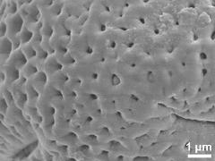 Sculpture in polar area