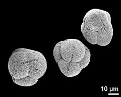 hydrated tetrads