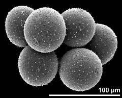 hydrated pollen grains