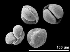 dry pollen grains