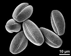 dry pollen grains