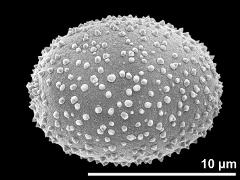 hydrated pollen grain