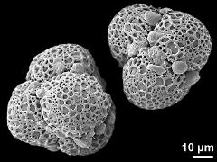 hydrated tetrads