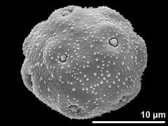 hydrated pollen grain