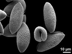 dry pollen grains