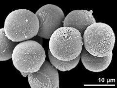 hydrated pollen grains