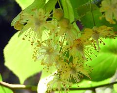 flowers of Tilia euchlora