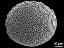 proximal polar view