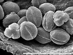 dry pollen grains