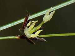 inflorescence(s)