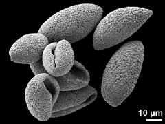 dry pollen grains