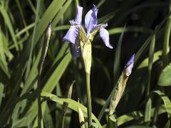 inflorescence(s)