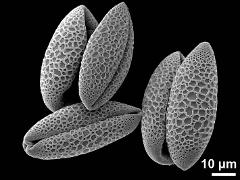 dry pollen