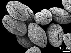 dry pollen grains