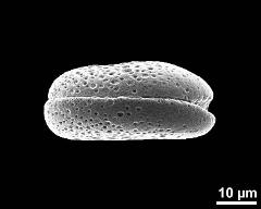 dry pollen grain in polar view (distal)