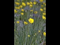 aspect of Ranunculus gramineus