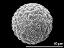 hydrated pollen grain