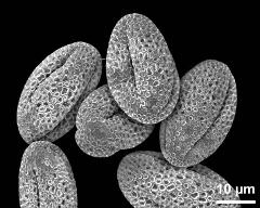 dry pollen grains