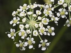 flower(s)