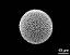 hydrated pollen grain