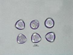 hydrated pollen