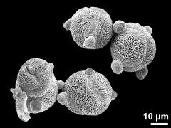 hydrated pollen grains