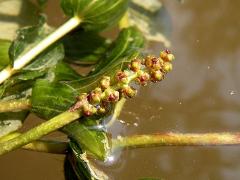 inflorescence(s)