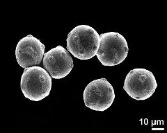 hydrated pollen grains