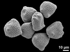 dry pollen grains