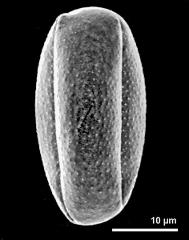 dry pollen grain in equatorial view