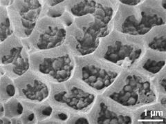 exine surface