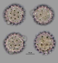 hydrated pollen