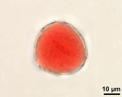 2-celled pollen