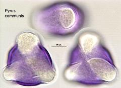 hydrated pollen