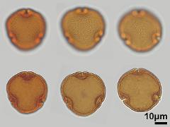 acetolyzed pollen,polar view