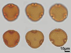 acetolyzed pollen,polar view