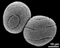 hydrated pollen grains