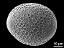 hydrated pollen grain